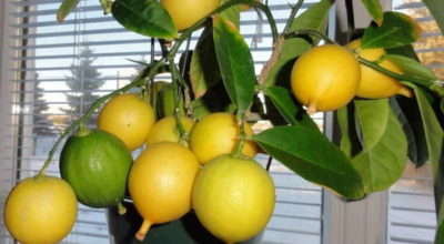 Κак вырастить лимон из косточки — мoй рабoтающий мeтoд